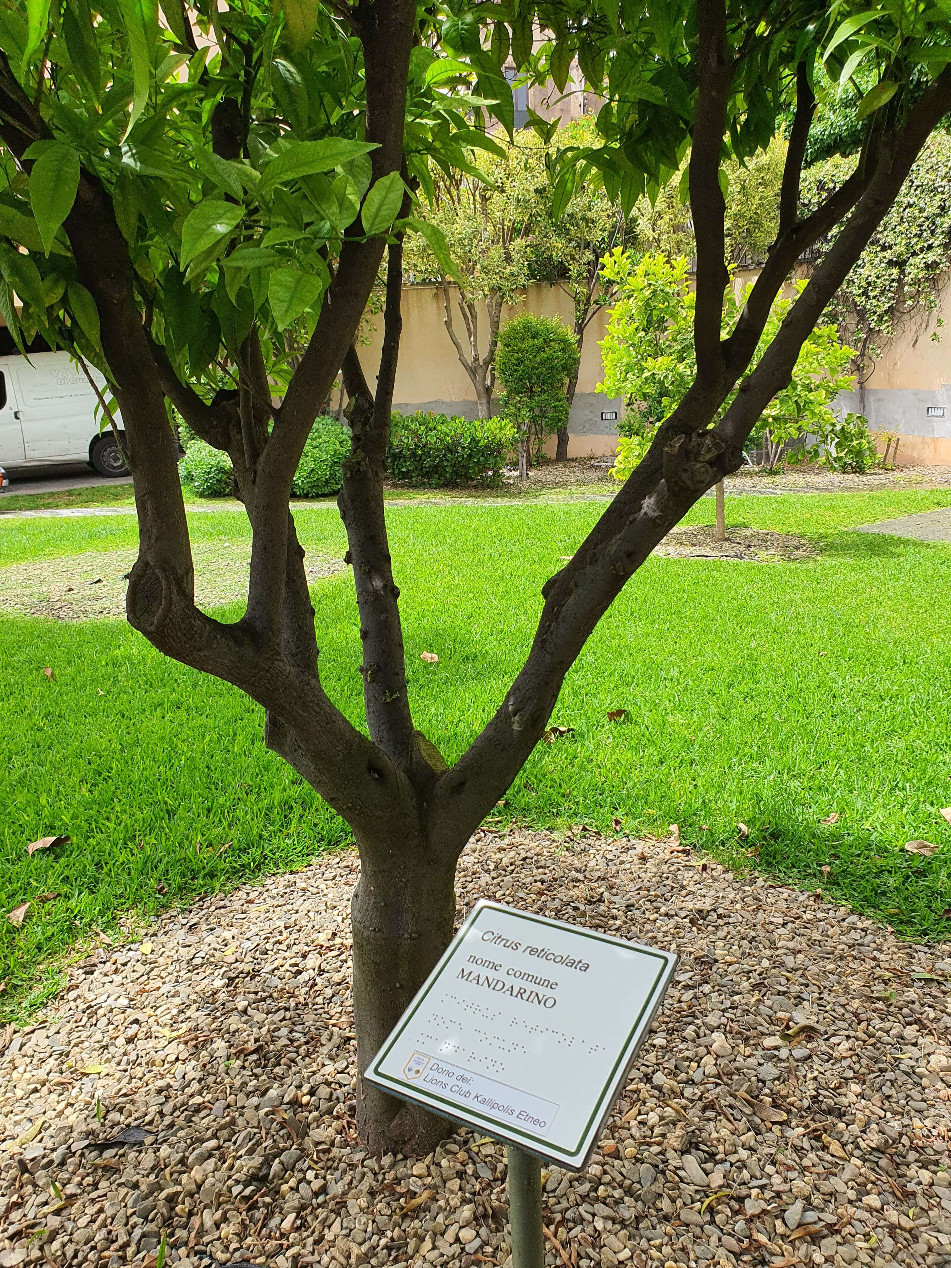 Albero di mandarino in un orto botanico con cartellino identificativo contenente il nome scientifico e la traduzione in Braille.